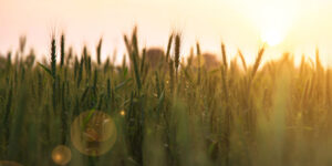 A close-up picture taken at sunrise of a grain field with wheat heads that are beginning to ripen and change from green to golden in color.